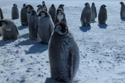 Zum Artikel "Pinguin-Forschung in der Antarktis"